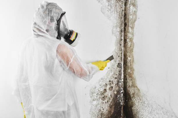 Best Local Mold Removal Service  in Cedar Knolls, NJ