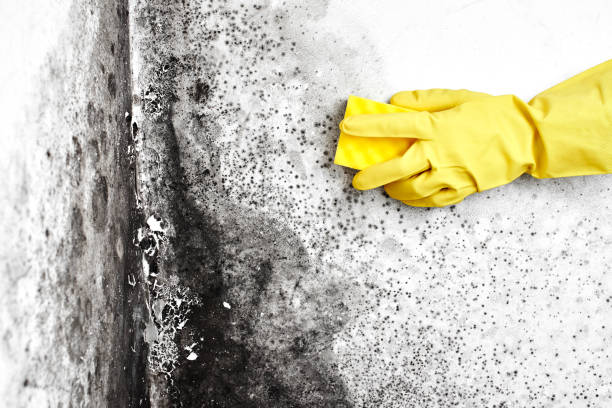 Best Fast Mold Removal  in Cedar Knolls, NJ