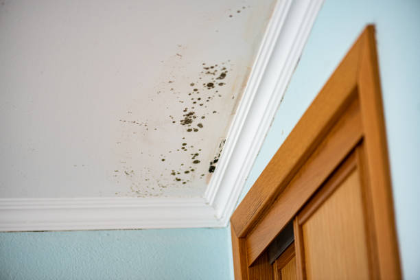 Best Mold Cleaning Services  in Cedar Knolls, NJ