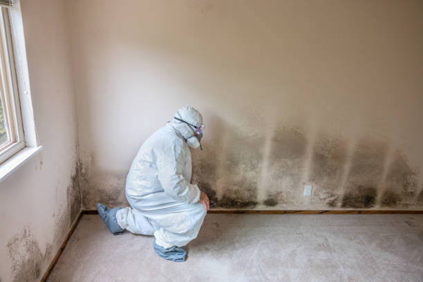 Best Attic Mold Removal  in Cedar Knolls, NJ