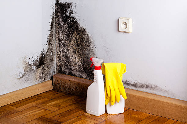 Best Crawl Space Mold Removal  in Cedar Knolls, NJ