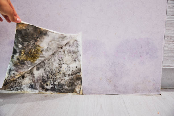Best Mold Removal Near Me  in Cedar Knolls, NJ
